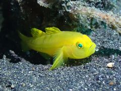 Lubricogobius exiguus