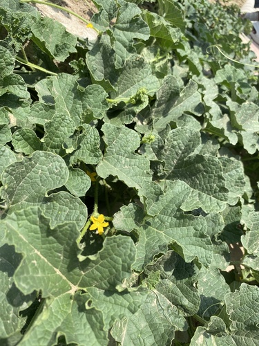 Cucumis melo
