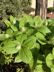 Chloranthus quadrifolius