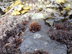 Endocladia