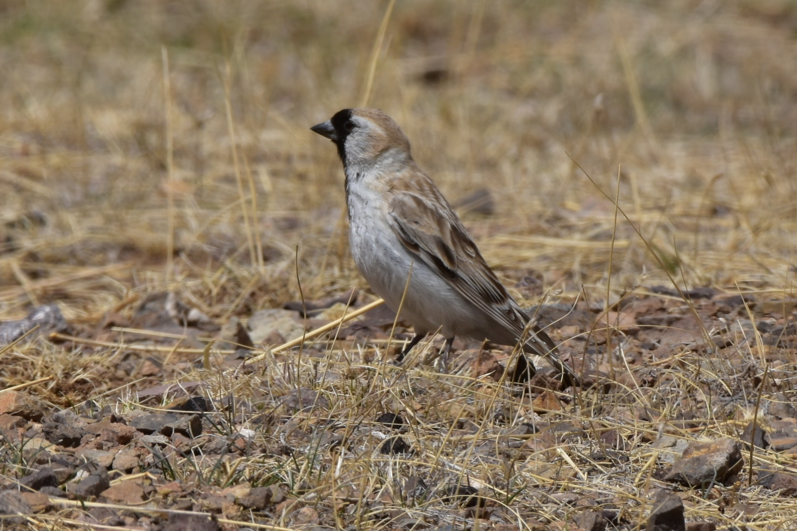 Pere David's Snowfinch