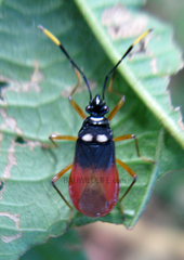 Dindymus albicornis