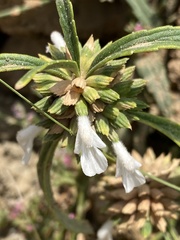 Leucas lavandulifolia