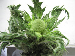 Echinops sphaerocephalus