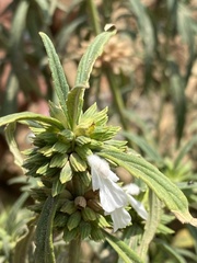 Leucas lavandulifolia