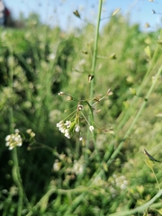 Capsella bursa-pastoris