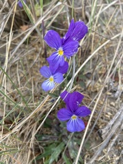 Viola tricolor curtisii