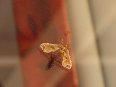 Leucinodes laisalis