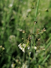 Capsella bursa-pastoris