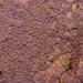 Australohydnum dregeanum - Photo (c) Reiner Richter, algunos derechos reservados (CC BY-NC-SA), subido por Reiner Richter