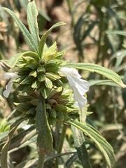 Leucas lavandulifolia