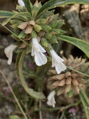 Leucas lavandulifolia