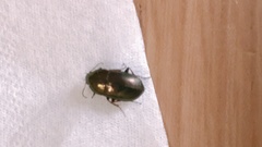 Coleoptera