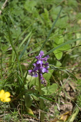 Anacamptis
