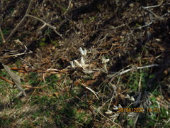 Aconitum stoloniferum