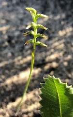 Genoplesium nigricans