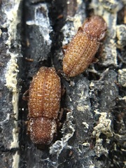 Usechus