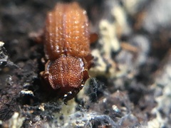 Usechus