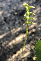 Genoplesium nigricans