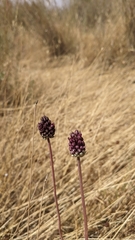 Allium curtum