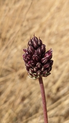Allium curtum