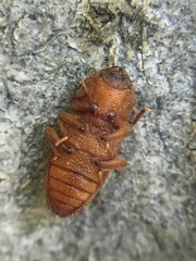 Usechus