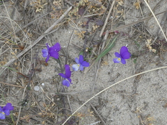 Viola tricolor curtisii