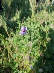 Erodium ciconium