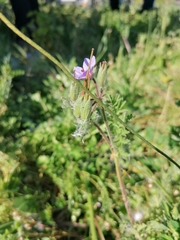 Erodium ciconium