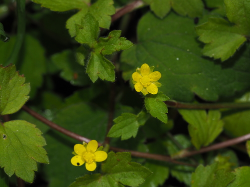 Tall Himalayan Buttercup (Ranunculus distans)