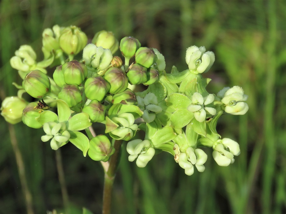 Asclepias connivens