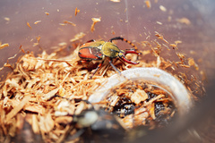 Dicronocephalus bowringi