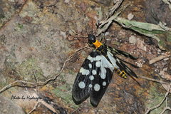 Neurhermes tonkinensis