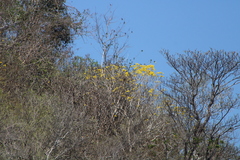 Roseodendron donnell-smithii