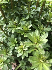 Galium mollugo