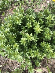 Galium mollugo