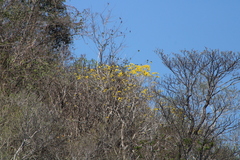 Roseodendron donnell-smithii