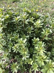Galium mollugo