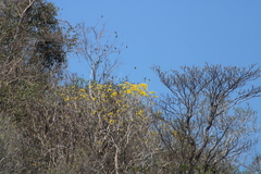 Roseodendron donnell-smithii