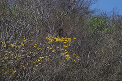 Roseodendron donnell-smithii