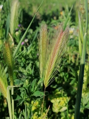 Hordeum murinum