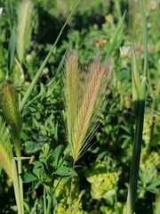 Hordeum murinum