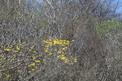 Roseodendron donnell-smithii