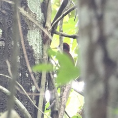 Blythipicus rubiginosus