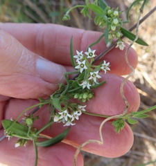 Astephanus triflorus