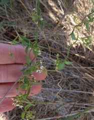 Astephanus triflorus