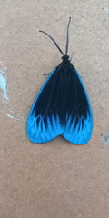 Pompelon marginata