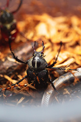 Dicronocephalus adamsi