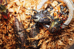 Dicronocephalus adamsi