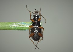 Chlaenius nitidulus